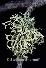 Attēlu rezultāti vaicājumam “Evernia mesomorpha”