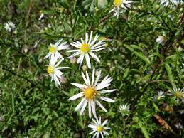 Image result for Aster lanceolatus