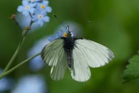 Attēlu rezultāti vaicājumam “Pieris napi male”