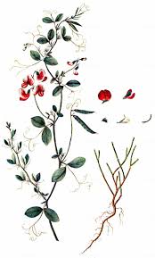 Attēlu rezultāti vaicājumam “Lathyrus tuberosus leaf”