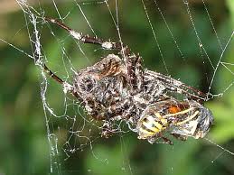 Attēlu rezultāti vaicājumam “Araneus angulatus”