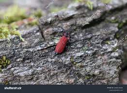 Attēlu rezultāti vaicājumam “Lygistopterus sanguineus”