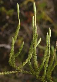 Attēlu rezultāti vaicājumam “Lycopodiaceae”