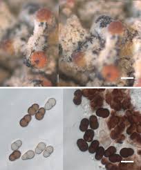 Attēlu rezultāti vaicājumam “Lichenoconium xanthoriae”