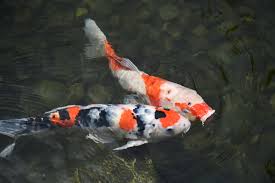 Image result for Cyprinus rubrofuscus