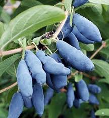 Attēlu rezultāti vaicājumam “Lonicera caprifolium fruit”