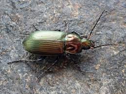 Attēlu rezultāti vaicājumam “Poecilus cupreus”