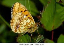 Attēlu rezultāti vaicājumam “Brenthis ino upperside”