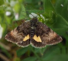 Attēlu rezultāti vaicājumam “Panemeria tenebrata”