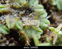 Attēlu rezultāti vaicājumam “Riccia sorocarpa”