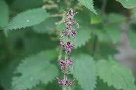 Attēlu rezultāti vaicājumam “Stachys sylvatica”