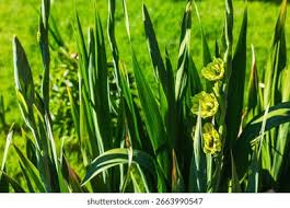 Attēlu rezultāti vaicājumam “Gladiolus imbricatus leaf”