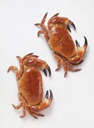 Image result for Cancer pagurus