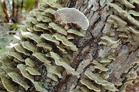 Attēlu rezultāti vaicājumam “Cerrena unicolor”