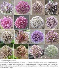 Attēlu rezultāti vaicājumam “Allium scorodoprasum fruit”