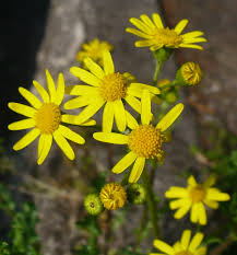 Attēlu rezultāti vaicājumam “Senecio vernalis leaf”