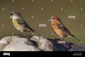 Attēlu rezultāti vaicājumam “Loxia pytyopsittacus male”