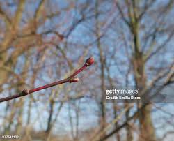 Attēlu rezultāti vaicājumam “Tilia cordata bud”