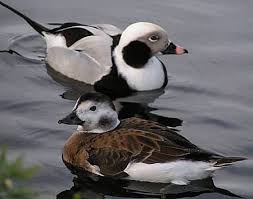 Attēlu rezultāti vaicājumam “Clangula hyemalis male”