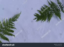 Attēlu rezultāti vaicājumam “Pteropsida”