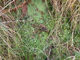 Attēlu rezultāti vaicājumam “Pellia epiphylla”