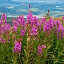 Image result for Weidenröschen