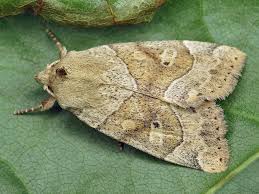 Attēlu rezultāti vaicājumam “Cosmia trapezina”