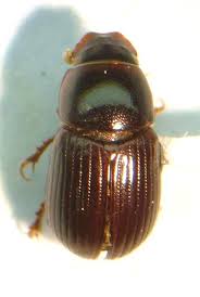 Attēlu rezultāti vaicājumam “Aphodius sp.”