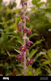 Attēlu rezultāti vaicājumam “Epipactis atrorubens”