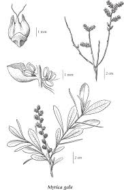 Attēlu rezultāti vaicājumam “Myrica gale male flower”