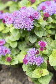 Image result for Ageratum mexicanum