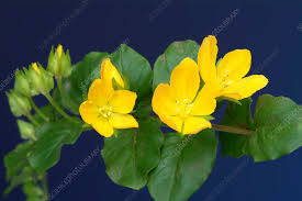 Attēlu rezultāti vaicājumam “Lysimachia nummularia flower”