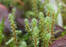 Attēlu rezultāti vaicājumam “Rhytidiadelphus”