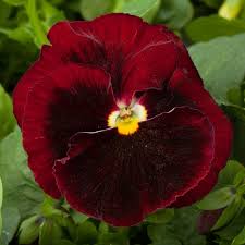 Image result for Viola wittrockiana