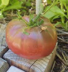 Afbeeldingsresultaat voor black brandywine tomato