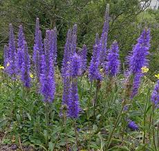 Attēlu rezultāti vaicājumam “Veronica spicata flower”