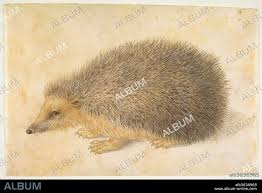 Attēlu rezultāti vaicājumam “Erinaceus roumanicus”