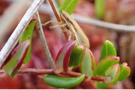 Attēlu rezultāti vaicājumam “Neophilaenus lineatus”