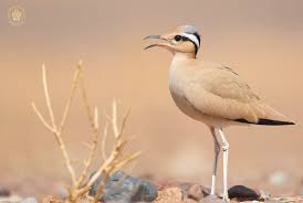 Image result for Cursorius cursor