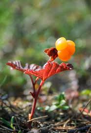 Attēlu rezultāti vaicājumam “Rubus chamaemorus flower”