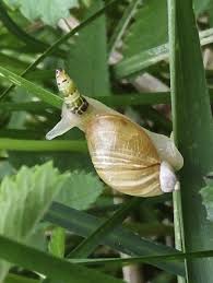 Attēlu rezultāti vaicājumam “Leucochloridium paradoxum”