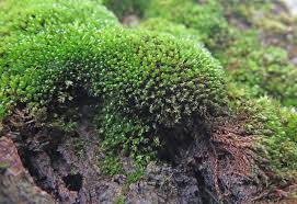 Attēlu rezultāti vaicājumam “Bryum funkii macro”