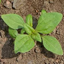 Image result for Sanvitalia procumbens