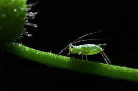 Attēlu rezultāti vaicājumam “Acyrthosiphon”