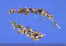 Attēlu rezultāti vaicājumam “Artemisia vulgaris bud”