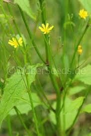 Attēlu rezultāti vaicājumam “Lapsana communis”