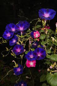 Image result for Prunkwinde