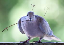 Attēlu rezultāti vaicājumam “Columbiformes”