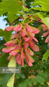 Attēlu rezultāti vaicājumam “Acer platanoides fruit”