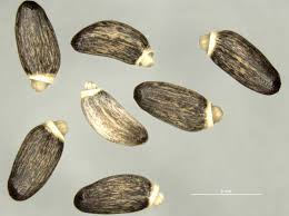 Attēlu rezultāti vaicājumam “Silybum marianum fruit”